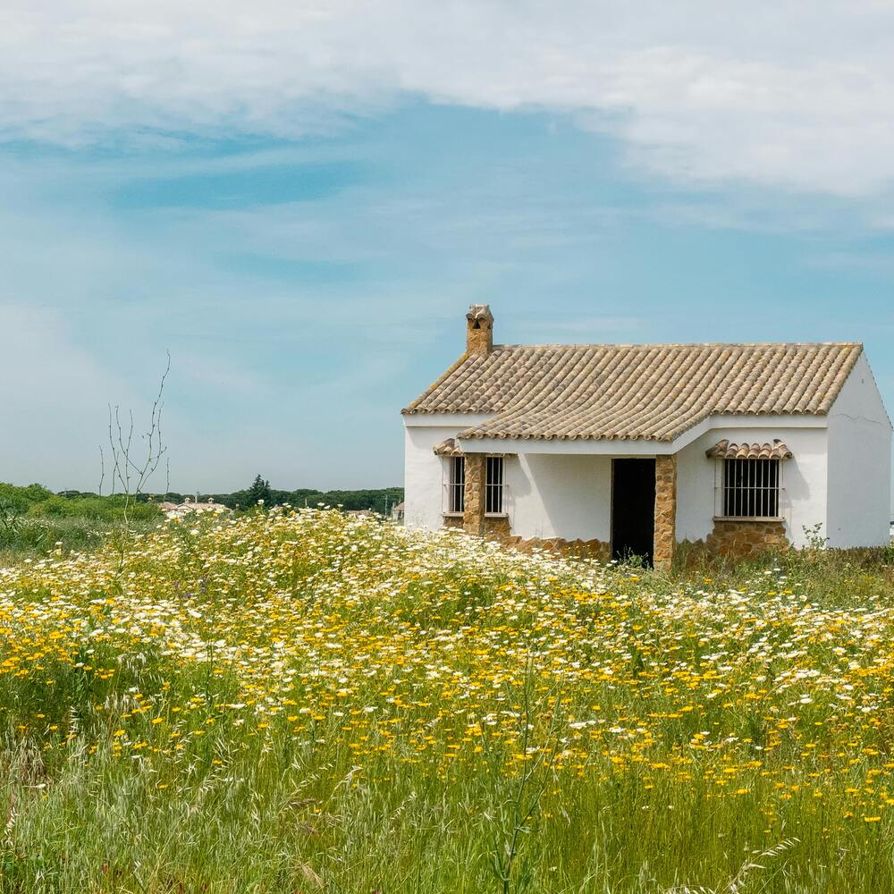 Small shed home in flowers garden