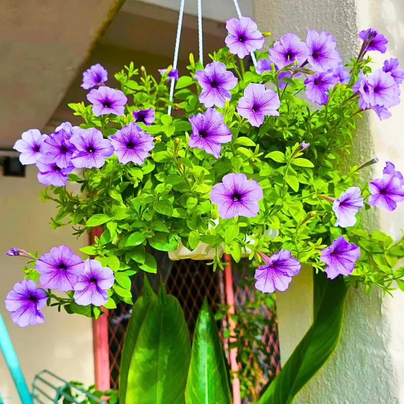 Common Fragrant Flowers ​and Plants That Keep Bugs Away Naturally