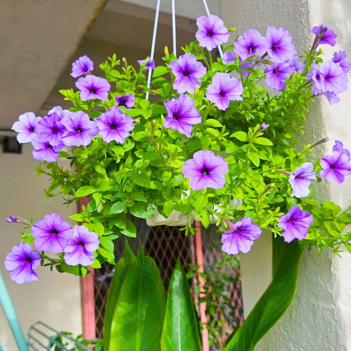 Purple petunia flowers in a hanging basket