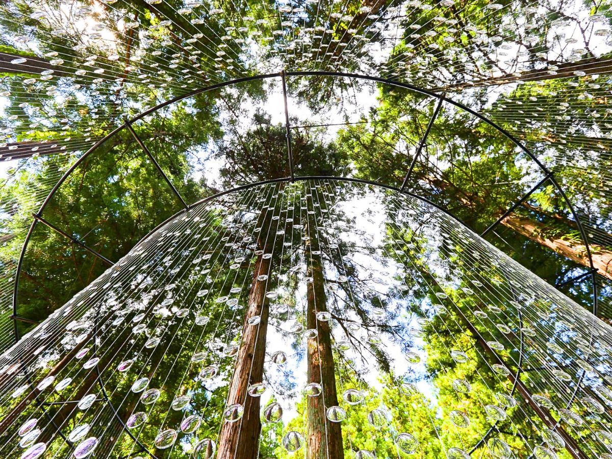 Down view of the project with prescription lenses in between trees