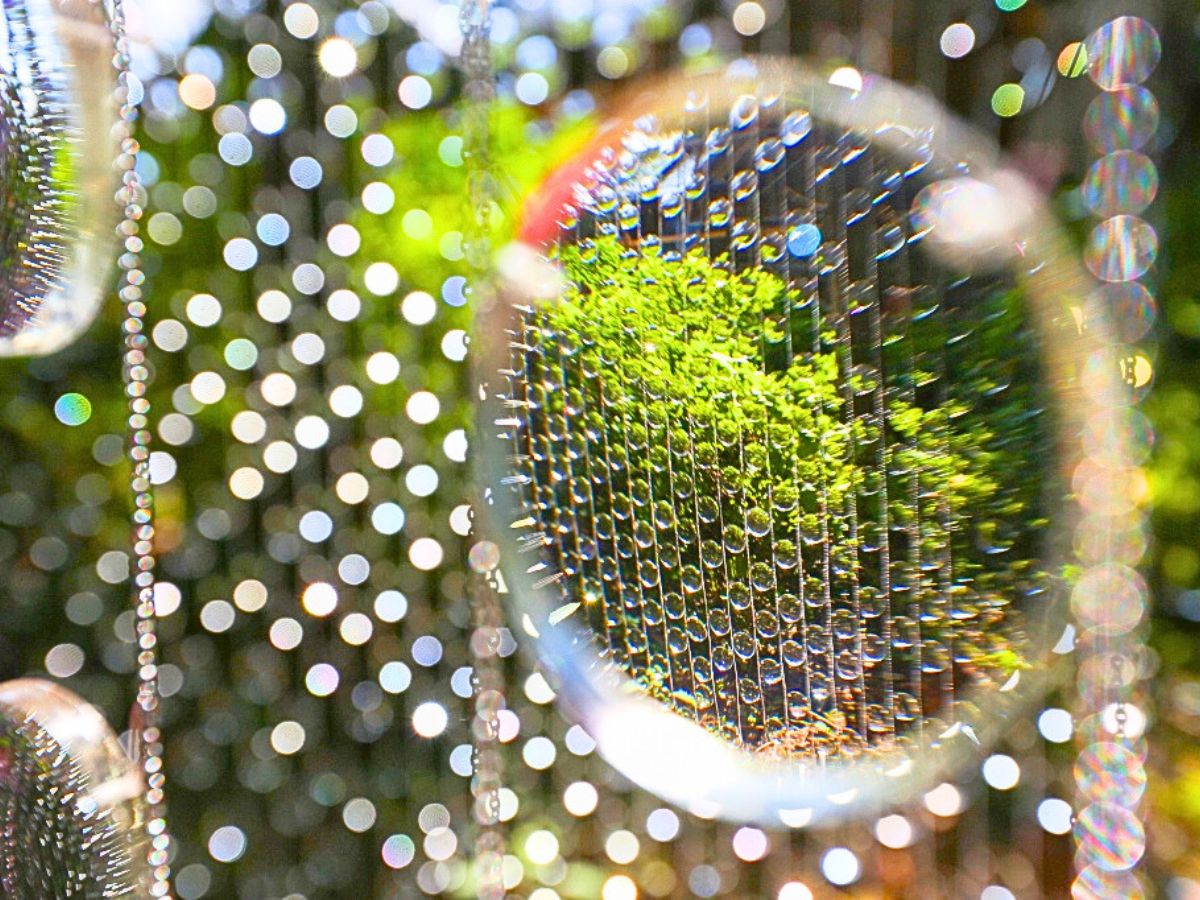 Plants seen through a lense