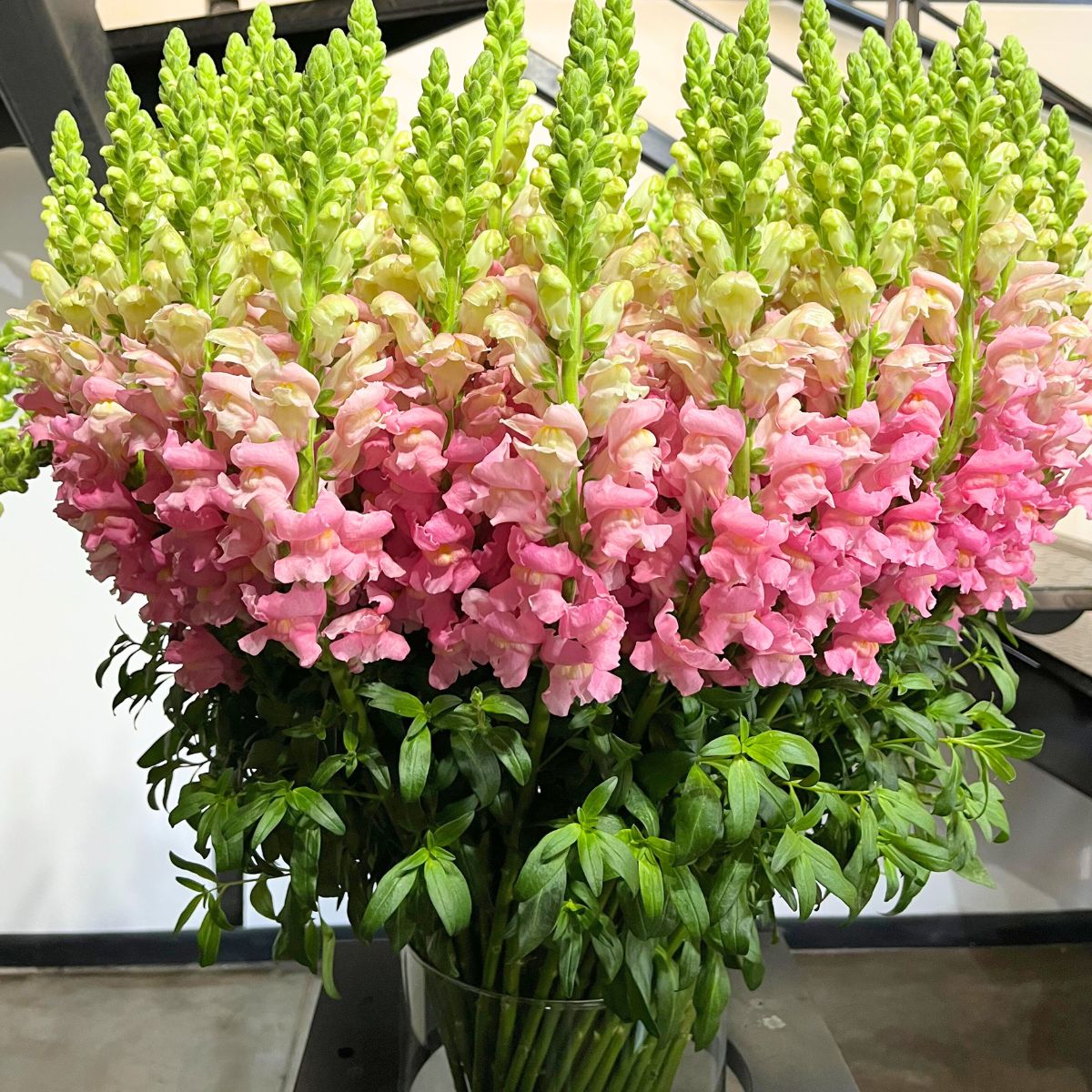 Pink snapdragon by Plazoleta Flowers