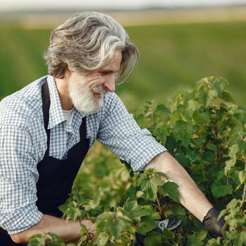 men shaping their garden plant