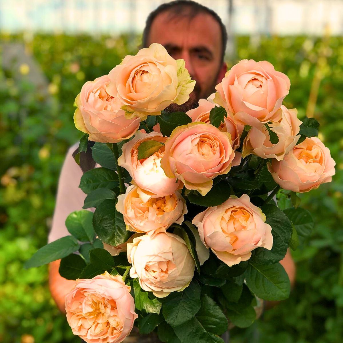 Partnership between Jet Fresh Flower Growers and VIP Roses