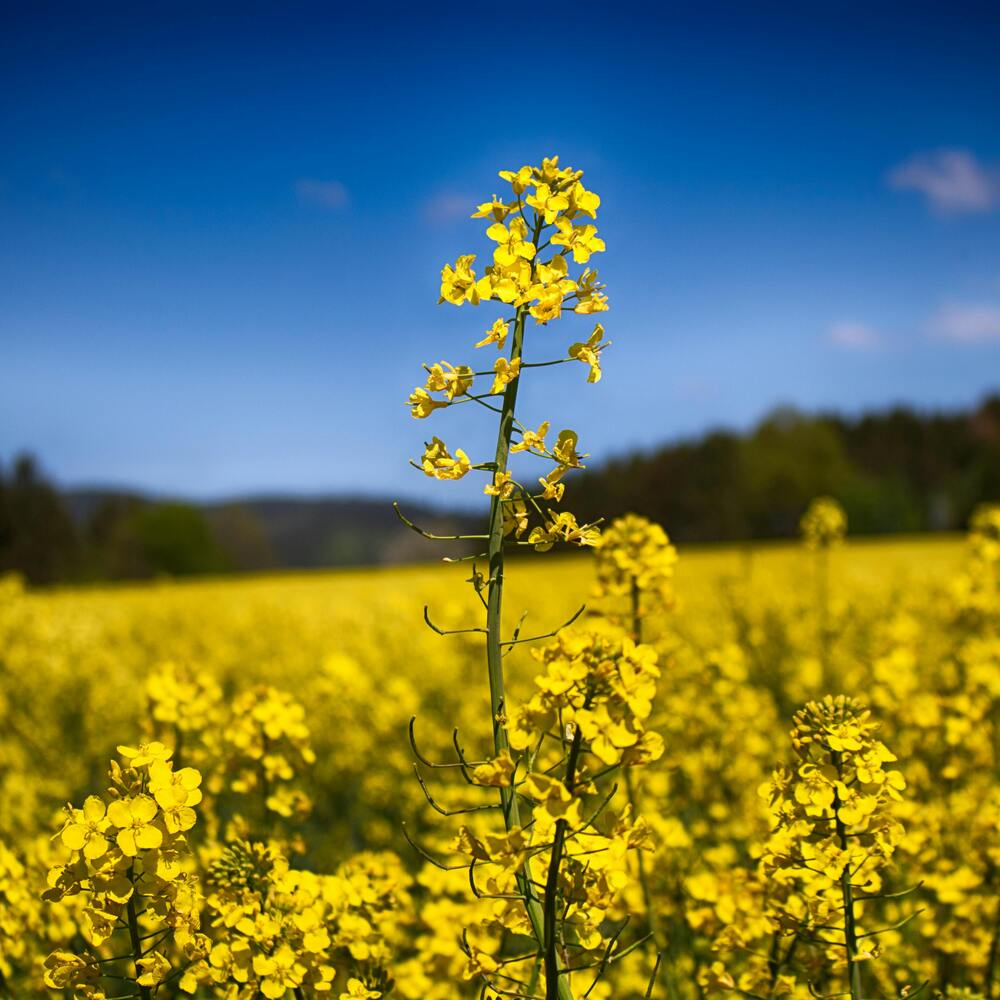 seems like a yellow flower carpet