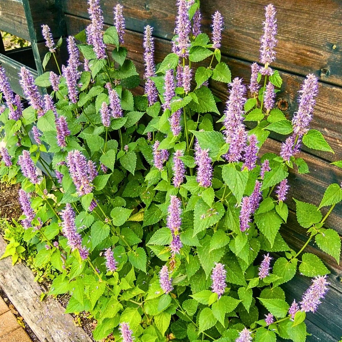 Anise hyssops growing in a garden bed