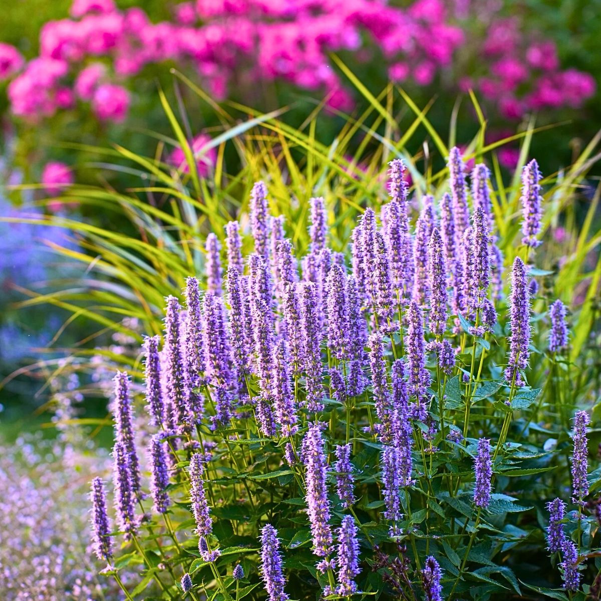 Anise hyssop is a native perennial