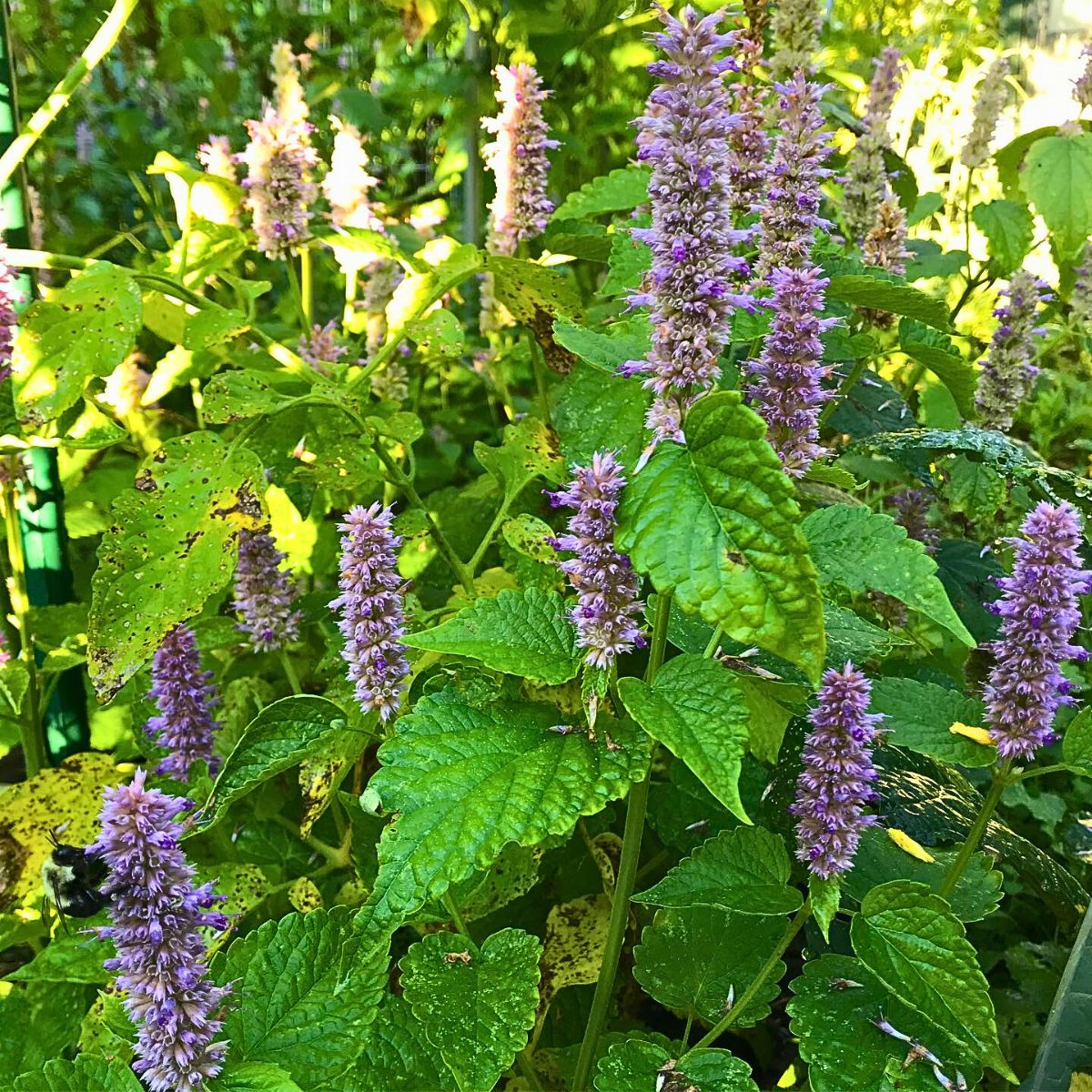 The anise hyssop kep in open gardens promote additional bloom when routinely deadheaded