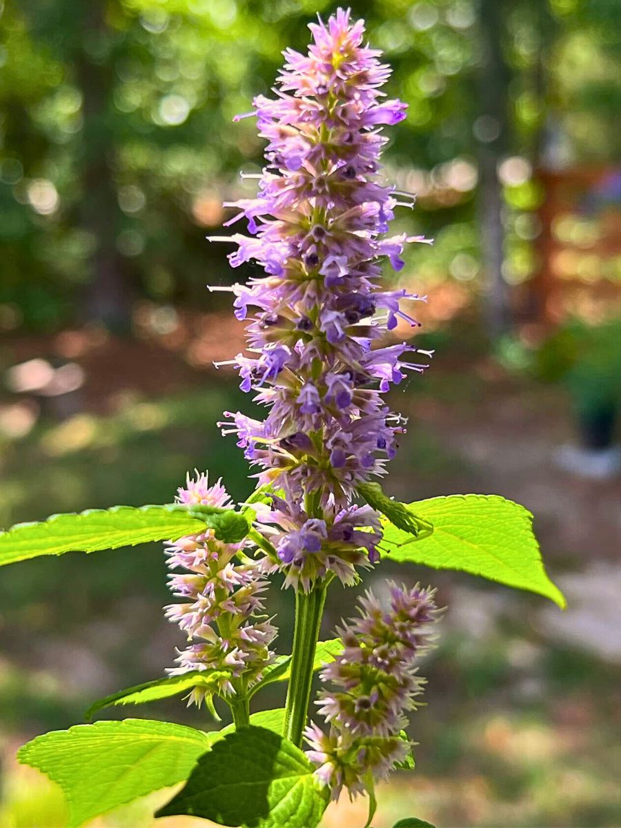 flower of anise hyssop is used to make herbal teas