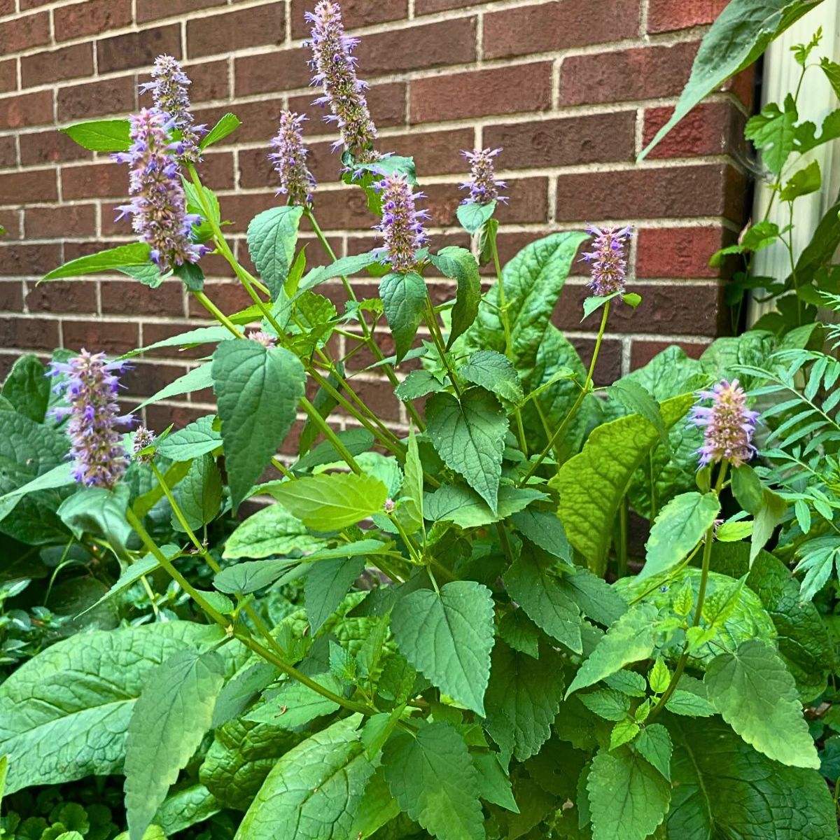 Anise Hyssop - A Fragrant Herb With Benefits That Go Beyond Aesthetic Appeal