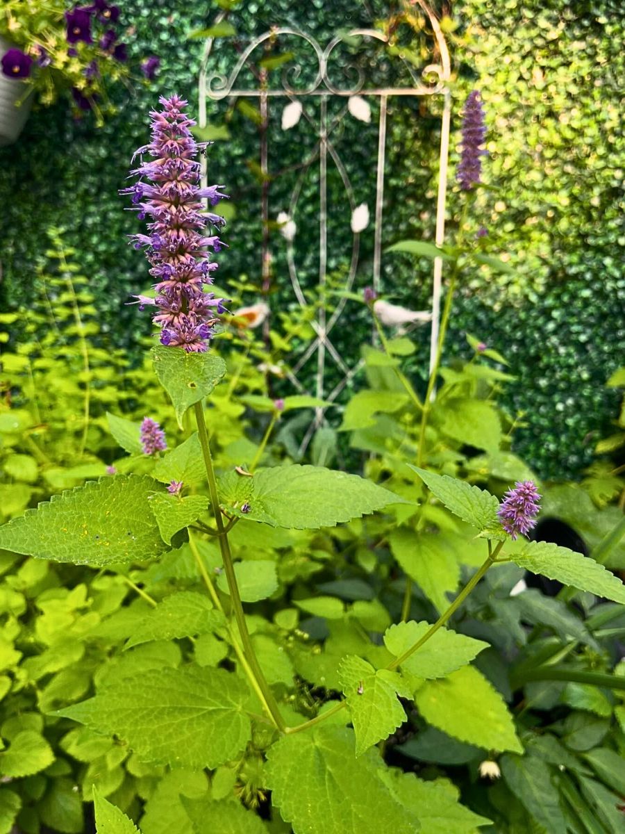 Anise Hyssop - A Fragrant Herb With Benefits That Go Beyond Aesthetic Appeal