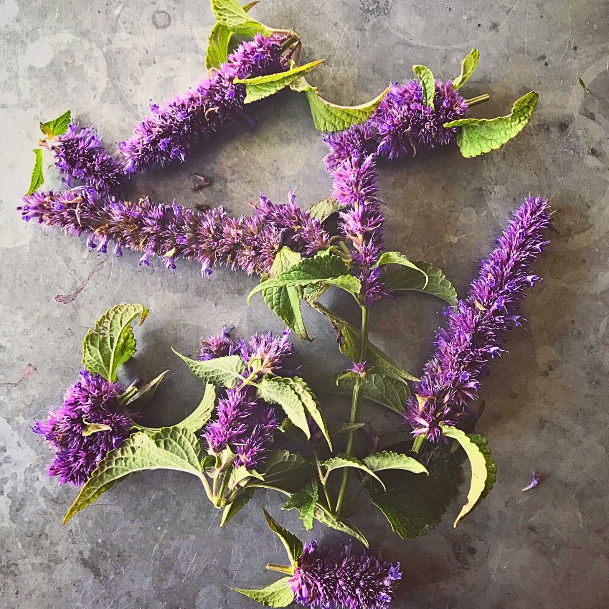 Anise Hyssop - A Fragrant Herb With Benefits That Go Beyond Aesthetic Appeal