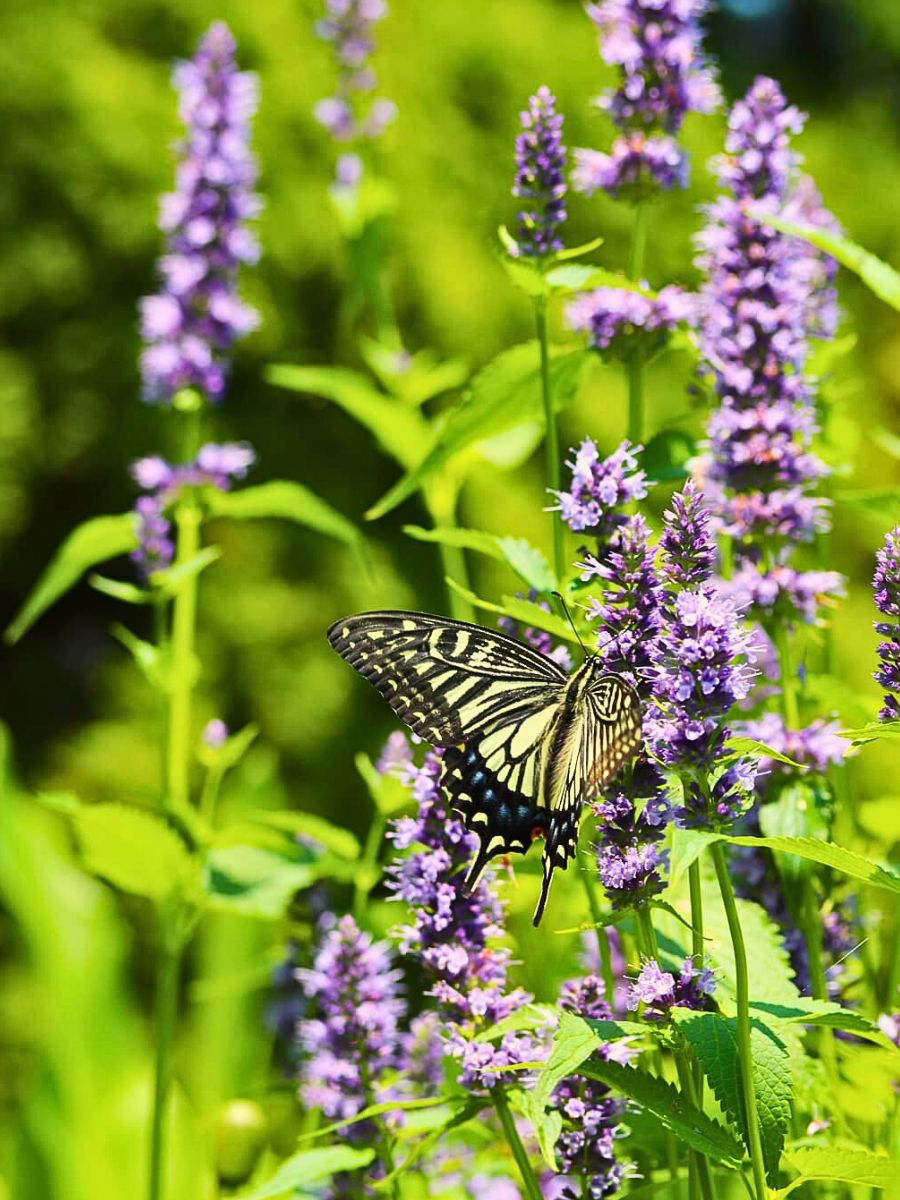 Anise Hyssop - A Fragrant Herb With Benefits That Go Beyond Aesthetic Appeal