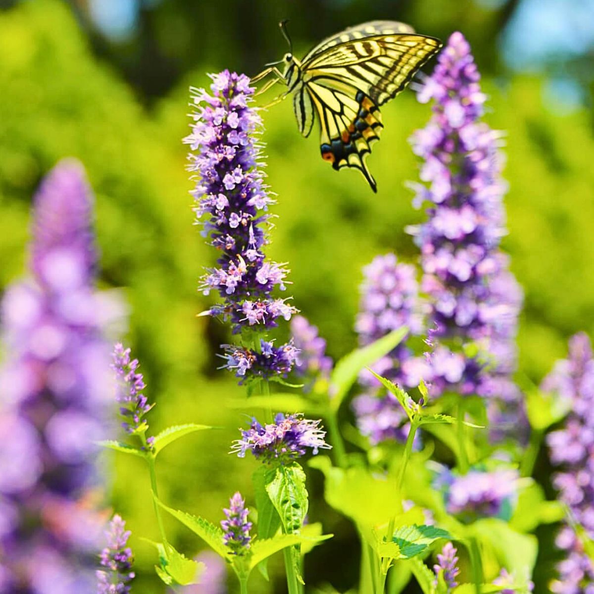 Anise hyssops are great pollinators