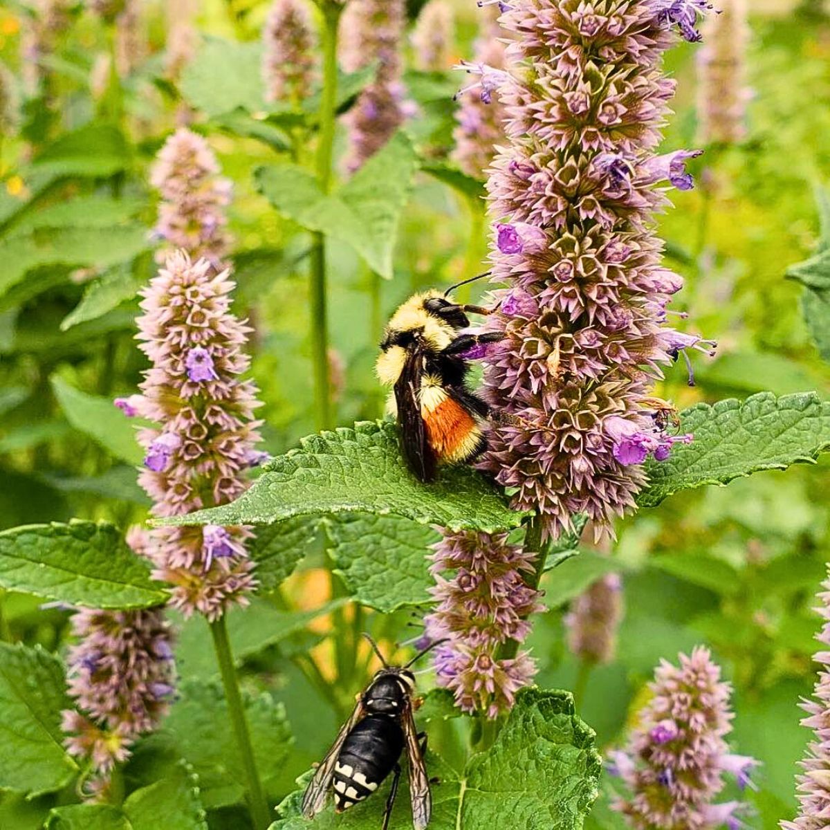 Anise hyssop is a european plant traditionally and is known to attract pollinators