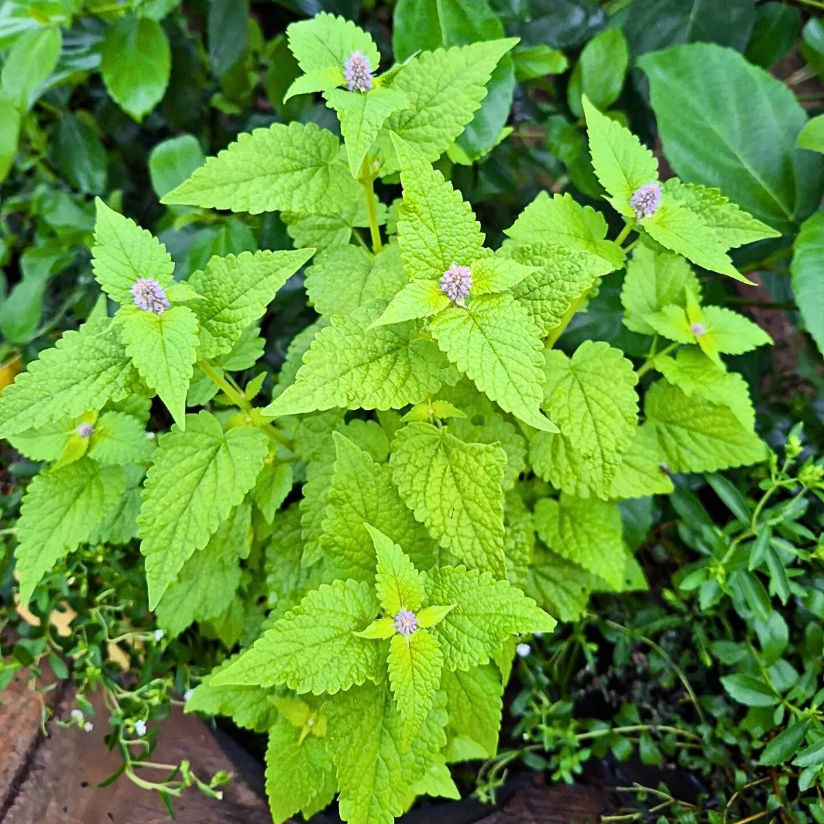 Anise Hyssop - A Fragrant Herb With Benefits That Go Beyond Aesthetic Appeal