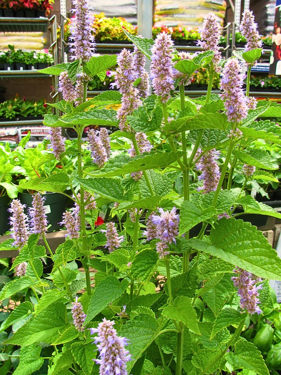 Anise Hyssop - A Fragrant Herb With Benefits That Go Beyond Aesthetic Appeal