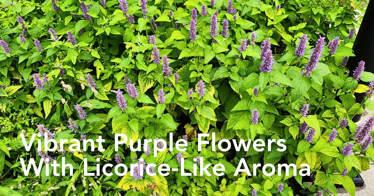 Anise Hyssop - Fragrant Herb; How to Grow and Care