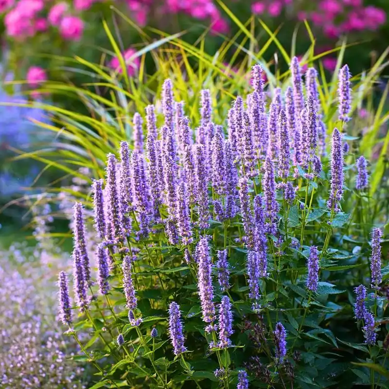 Anise Hyssop - A Fragrant Herb With Benefits That Go Beyond Aesthetic Appeal