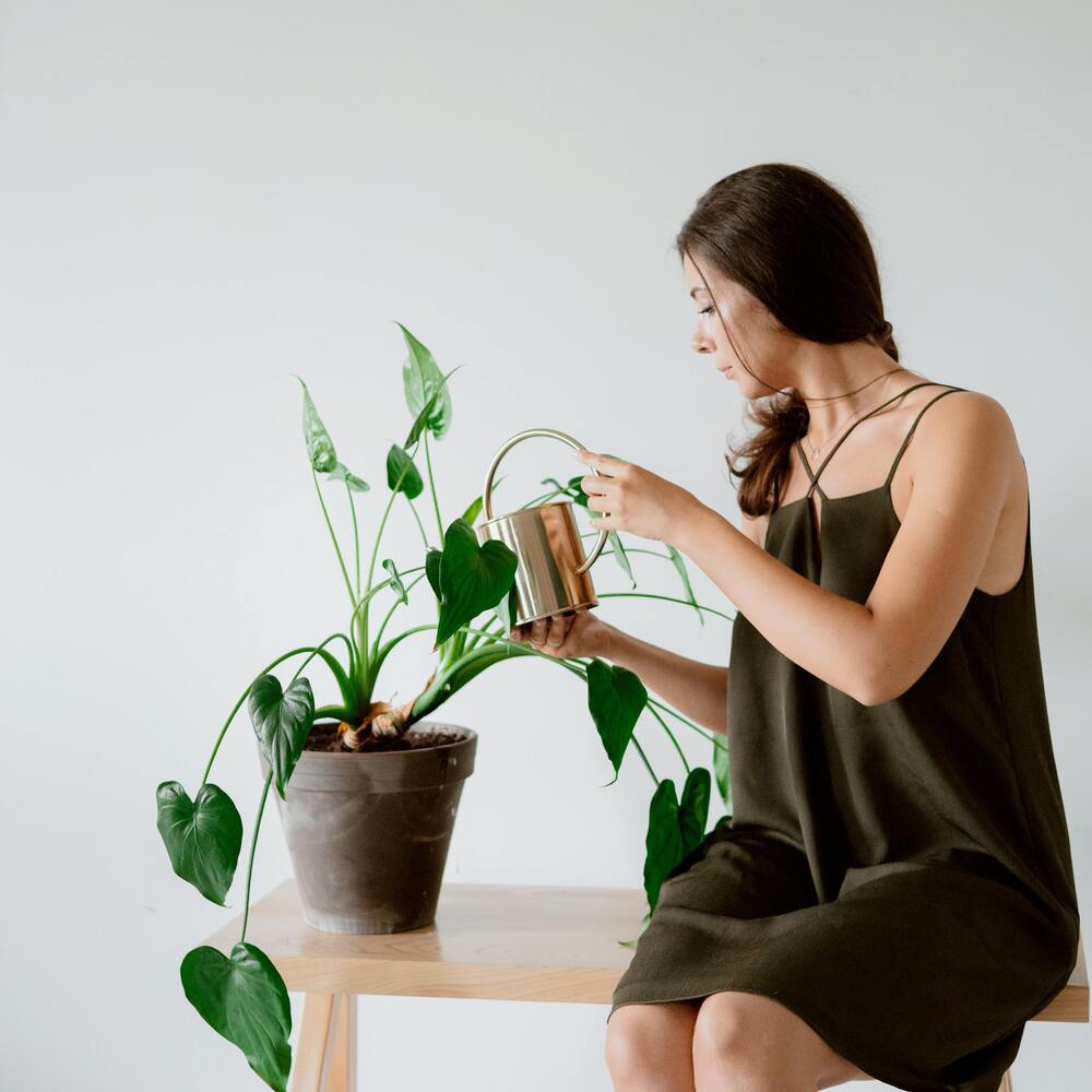 Lady watering to indoor green plant