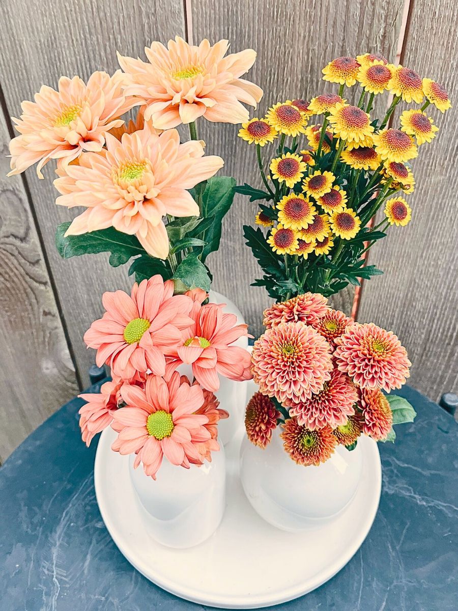 beautiful chrysanthemums placed in vase