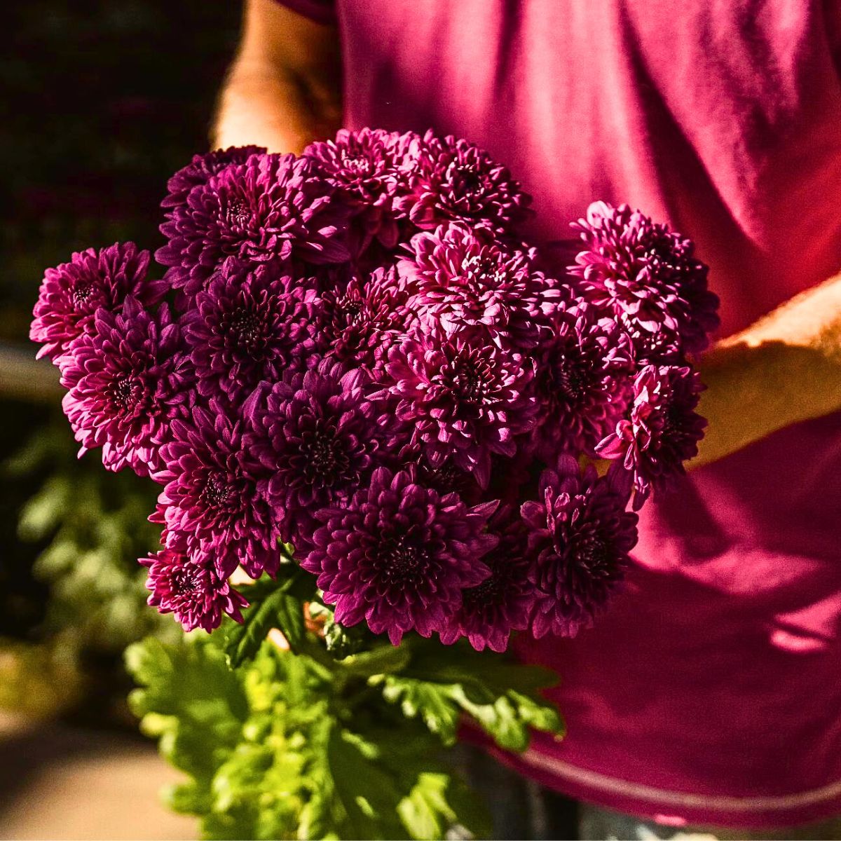 man holding beautiful Chrysanthemums with its stems with beautiful green foliage at the backdrop of the flowers