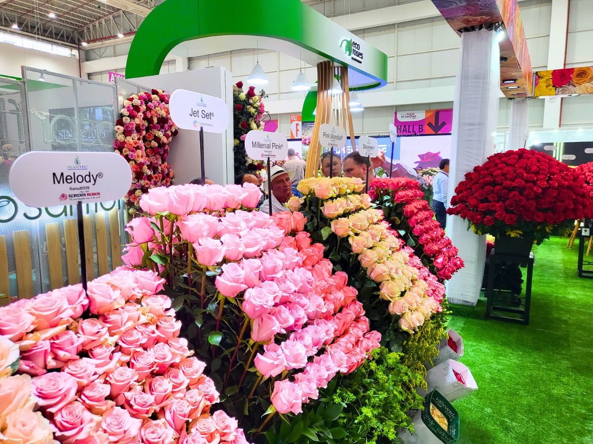 Roses by Plantec in display at Expo Flor