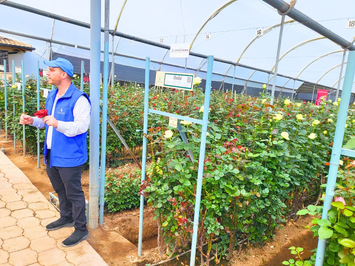 Aviram explaining rose processes to visitors