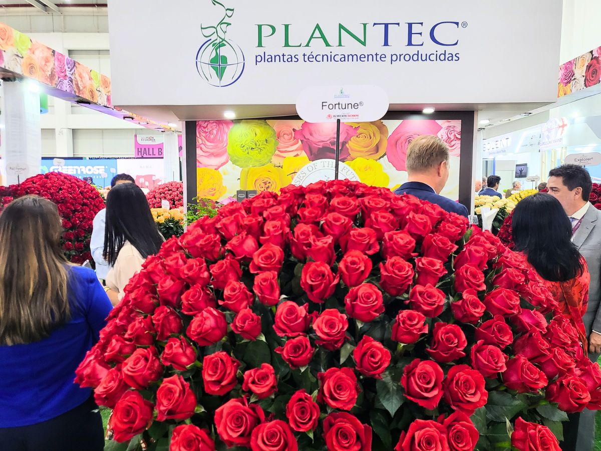 Plantecs Rose Red Fortune in display