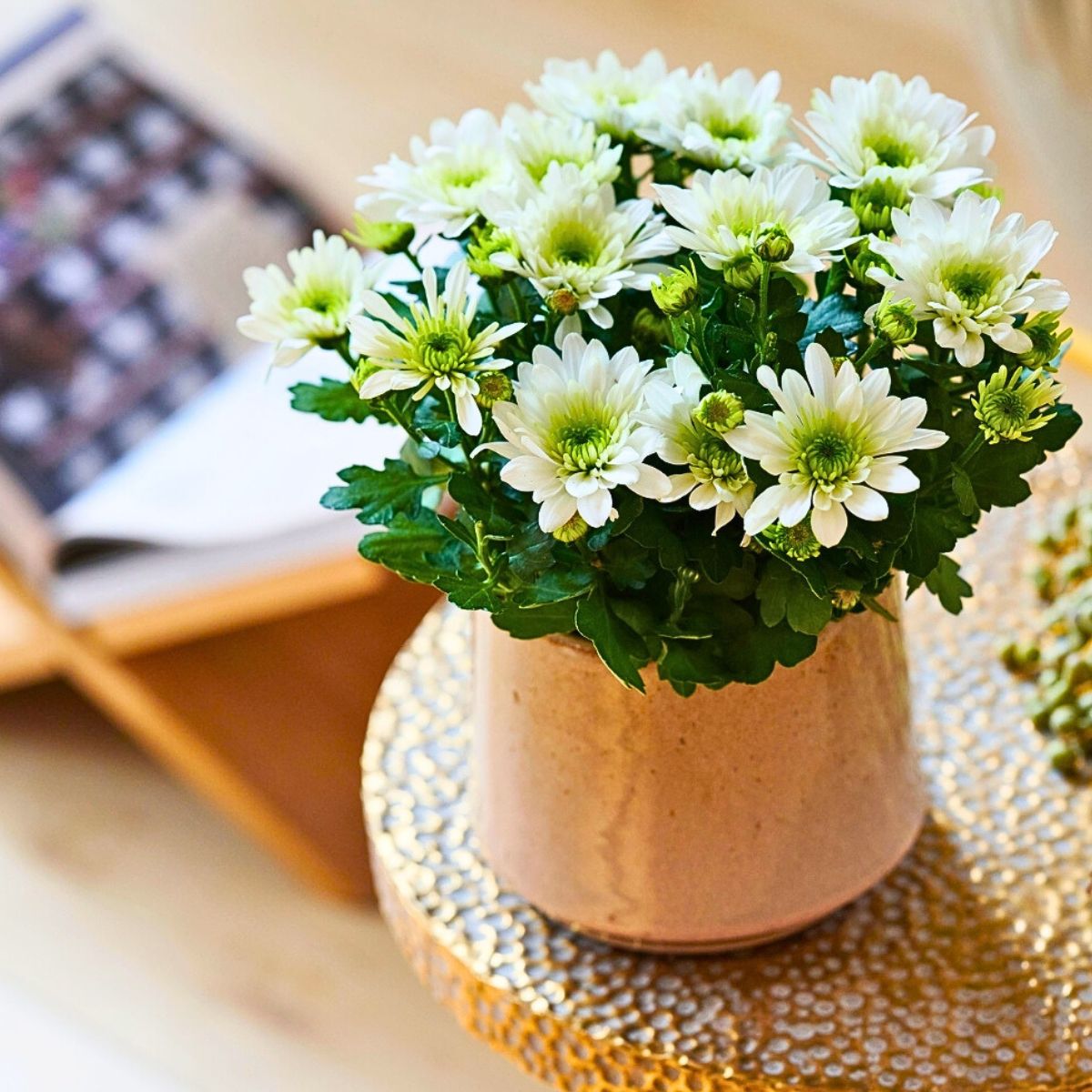 typical white chrysanthemum kept ina vase indoors