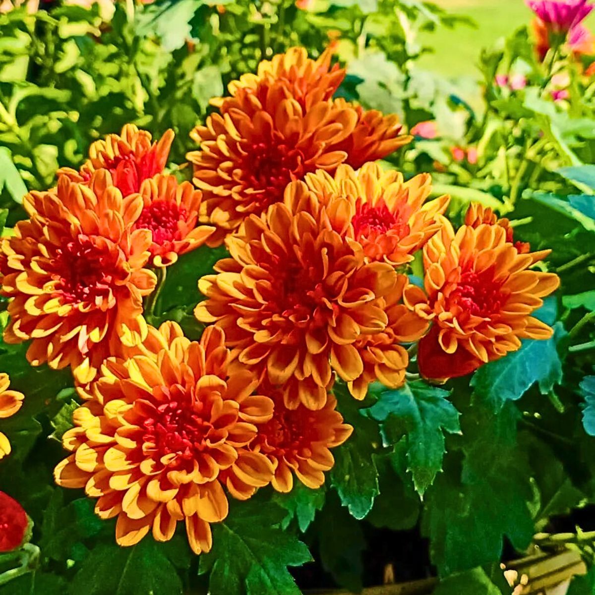 orange chrysanthemums are amazing addition to a gift bouquet and carry significant meaning