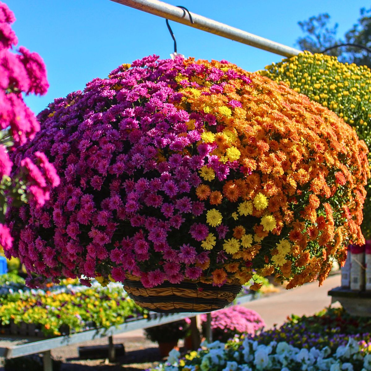 Chrysanthemum flower meaning is different for different colors, as well as in different cultures