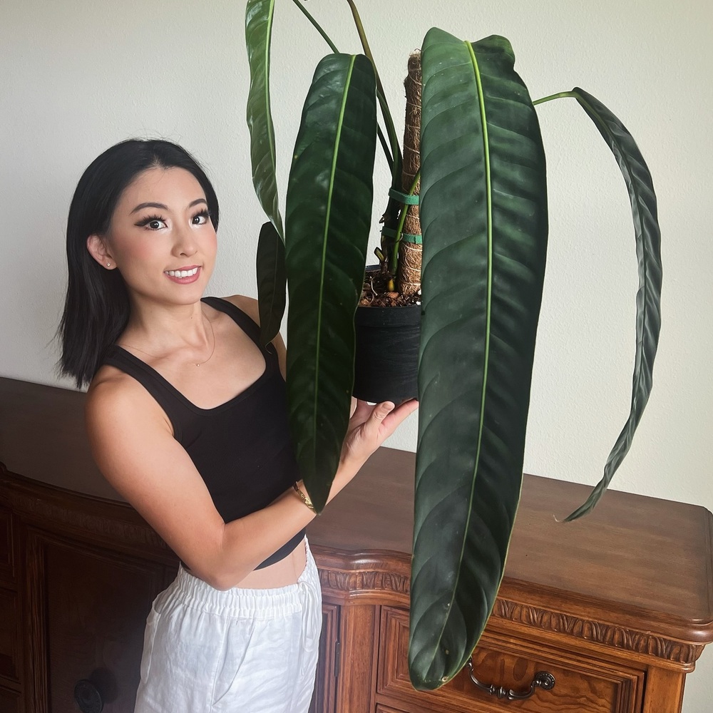 lady holding big indoor plant