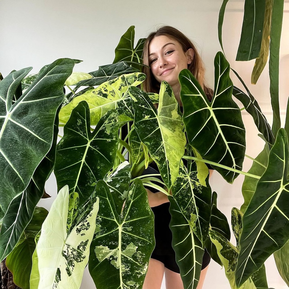 Lady loving the big indoor plants