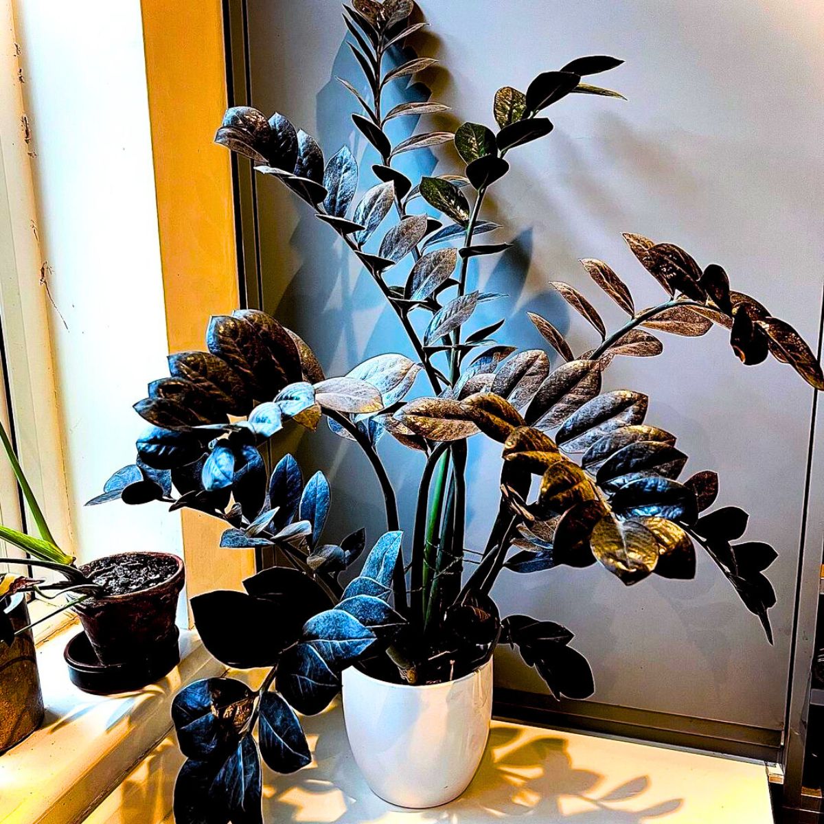 Black Raven ZZ plant