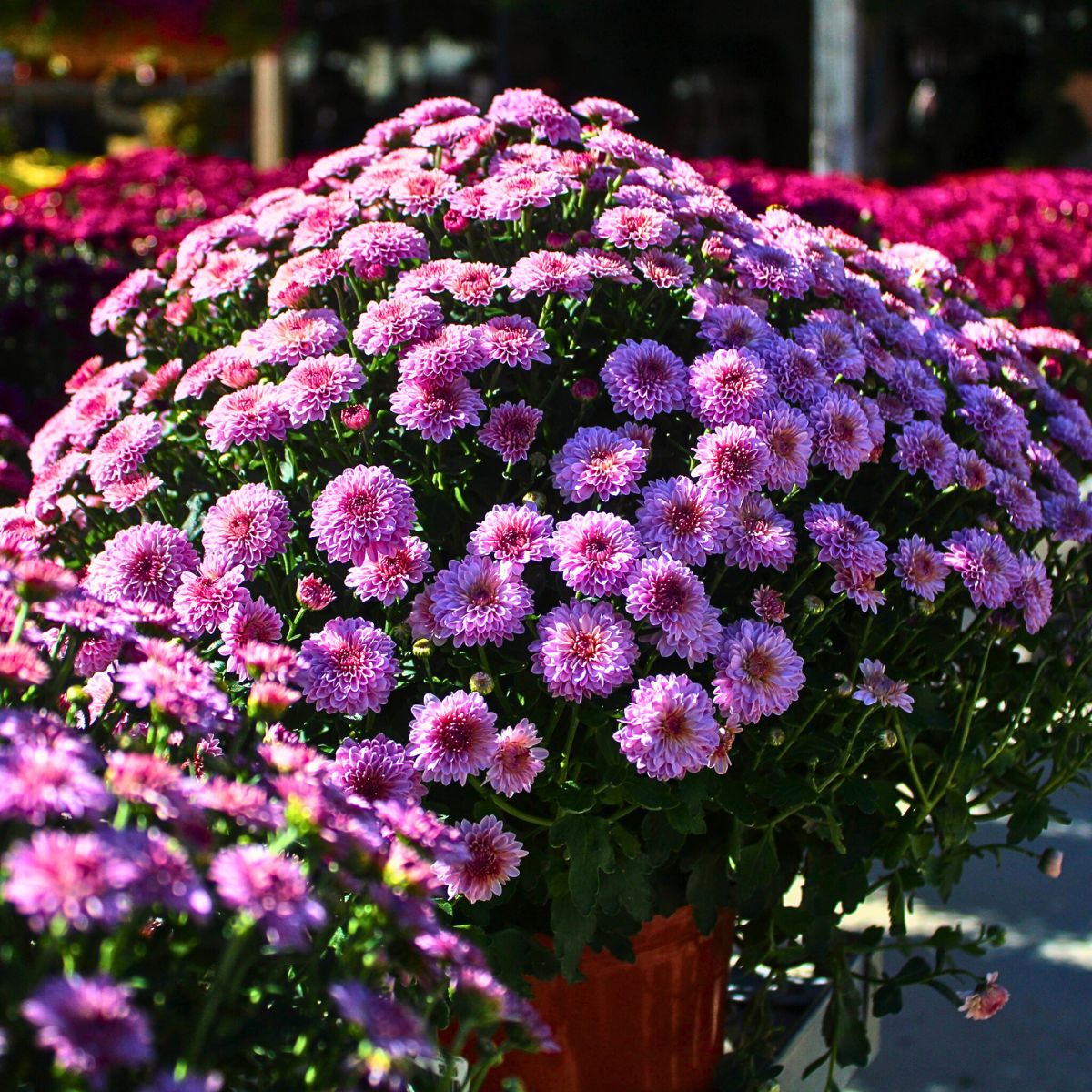 pink chrysanthemum flower meaning