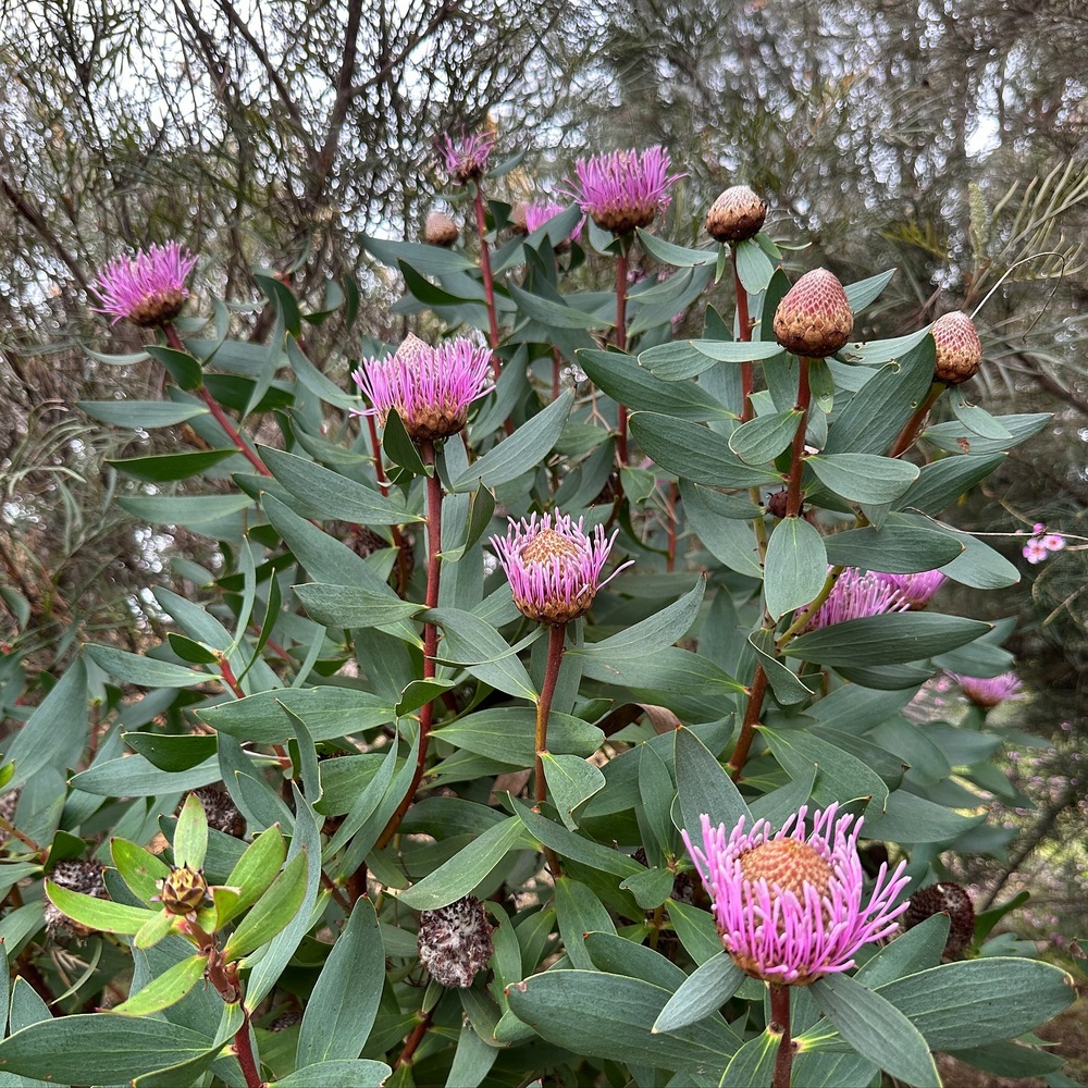 Isopogon cuneatus flowers at garden