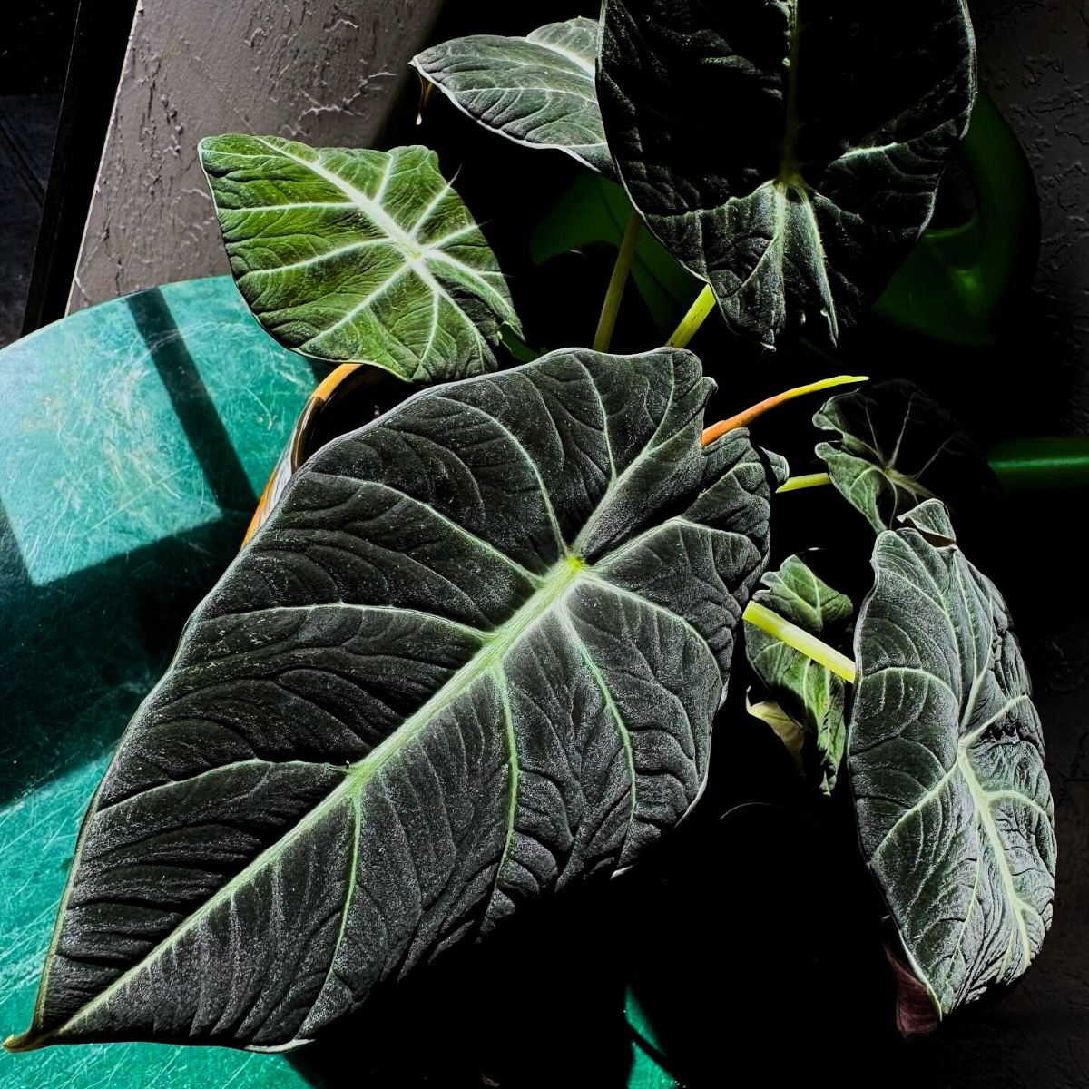 Alocasia Black Velvet leaves