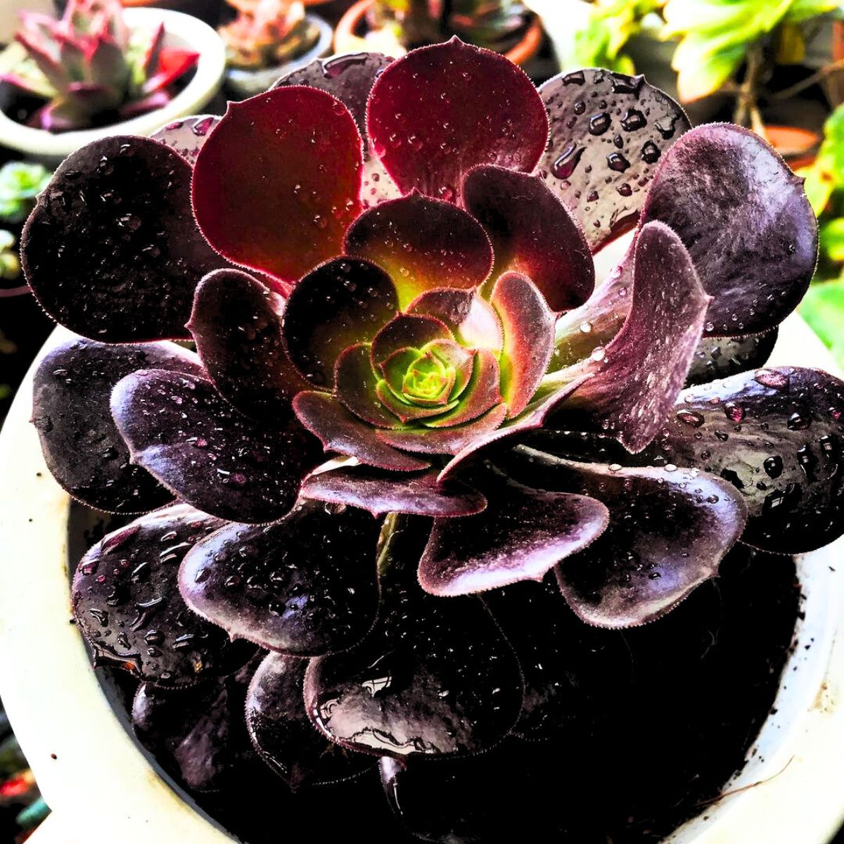 Aeonium Black Rose Succulent