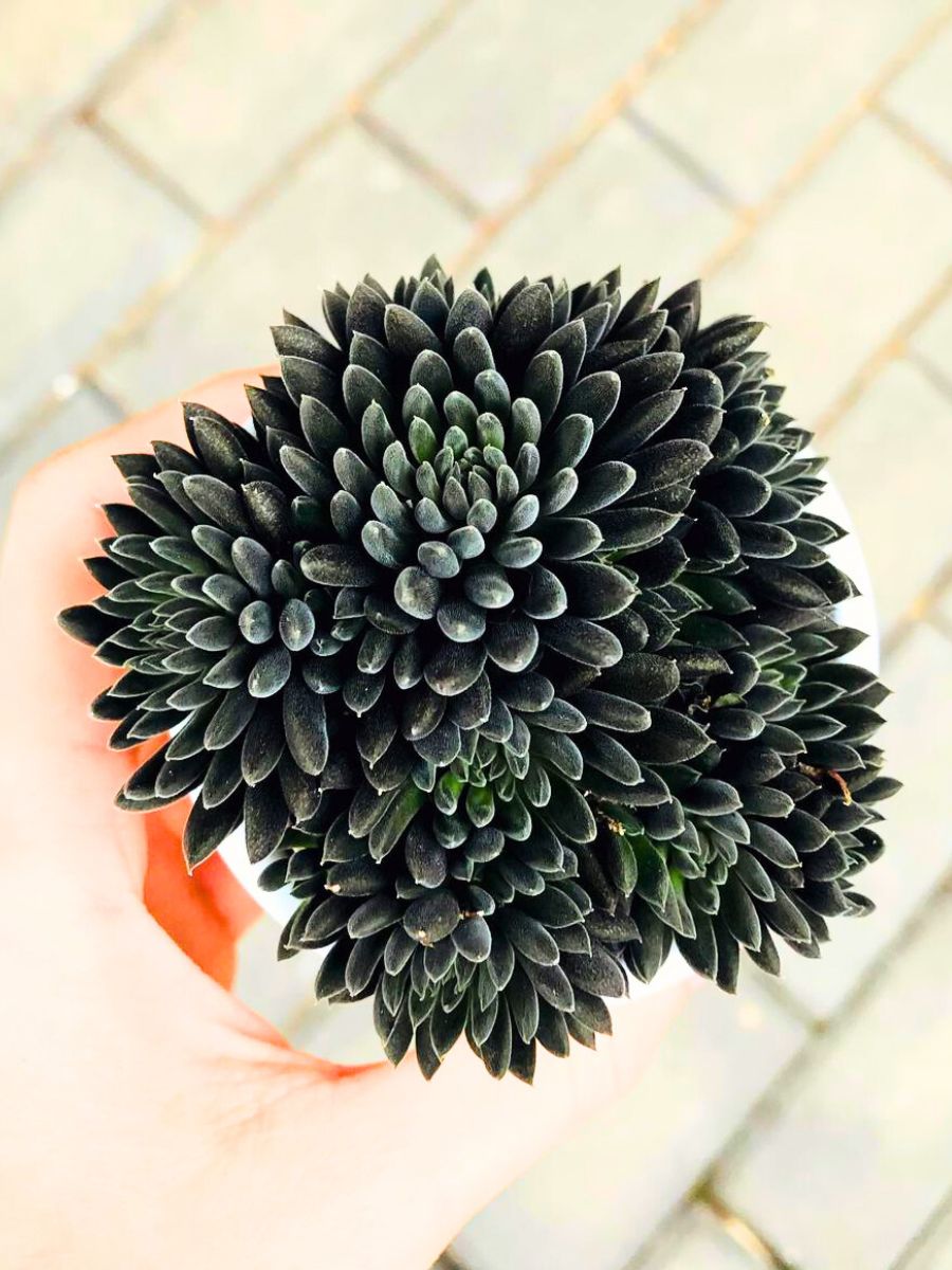 Black Hedgehog Succulent Sinocrassula Yunnanensis