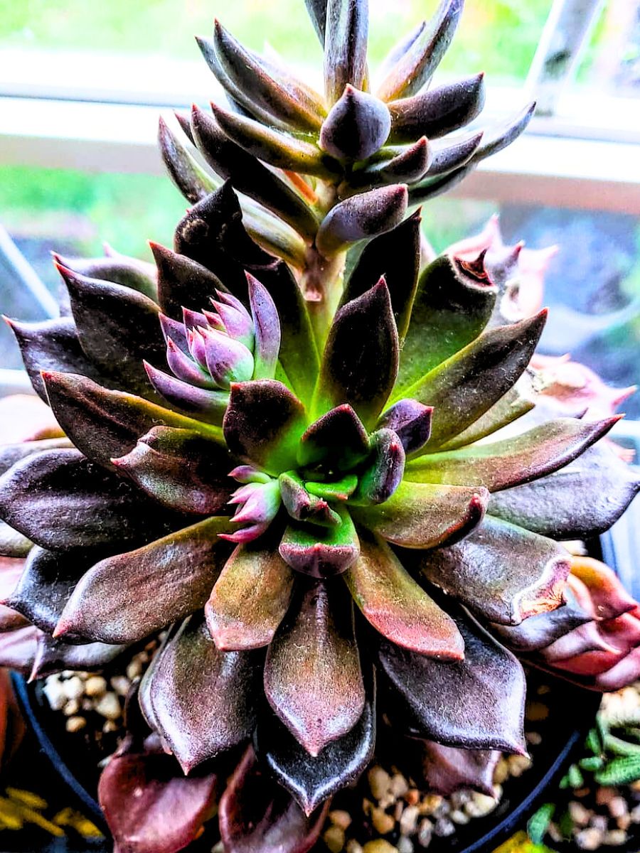 Black Prince Echeveria