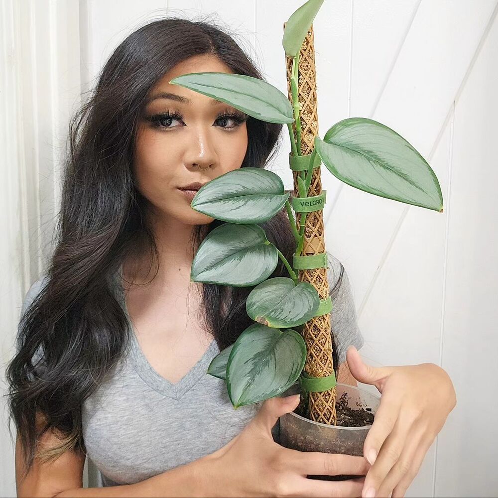 Beautiful lady with the green indoor plant