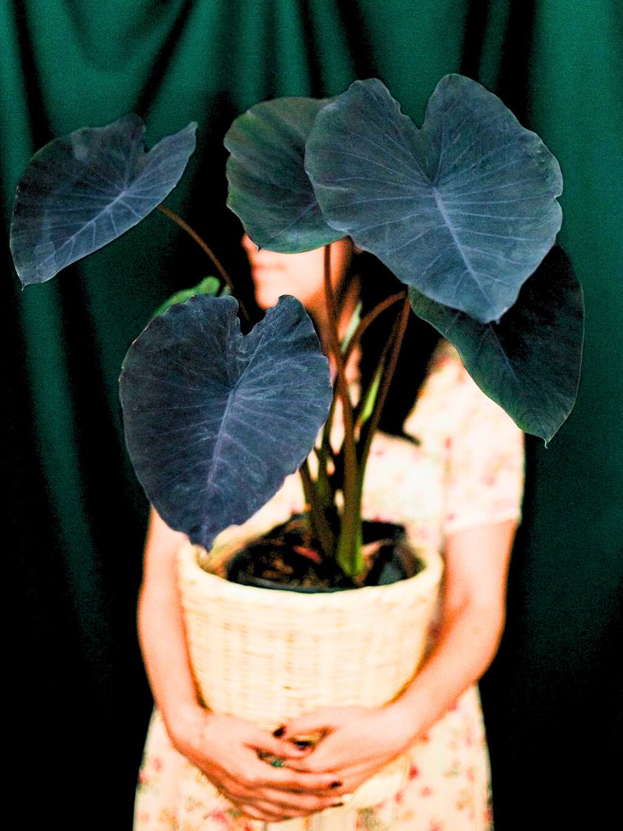 Colocasia Esculenta Black Magic