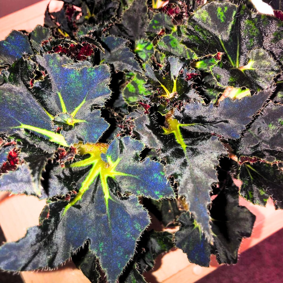 Begonia Black Fancy in full shine