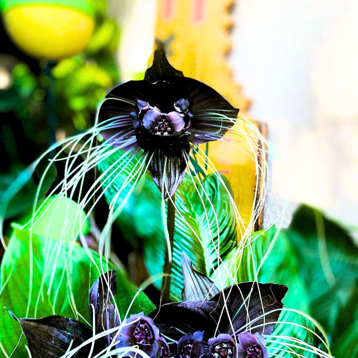 Black bat flower in full bloom