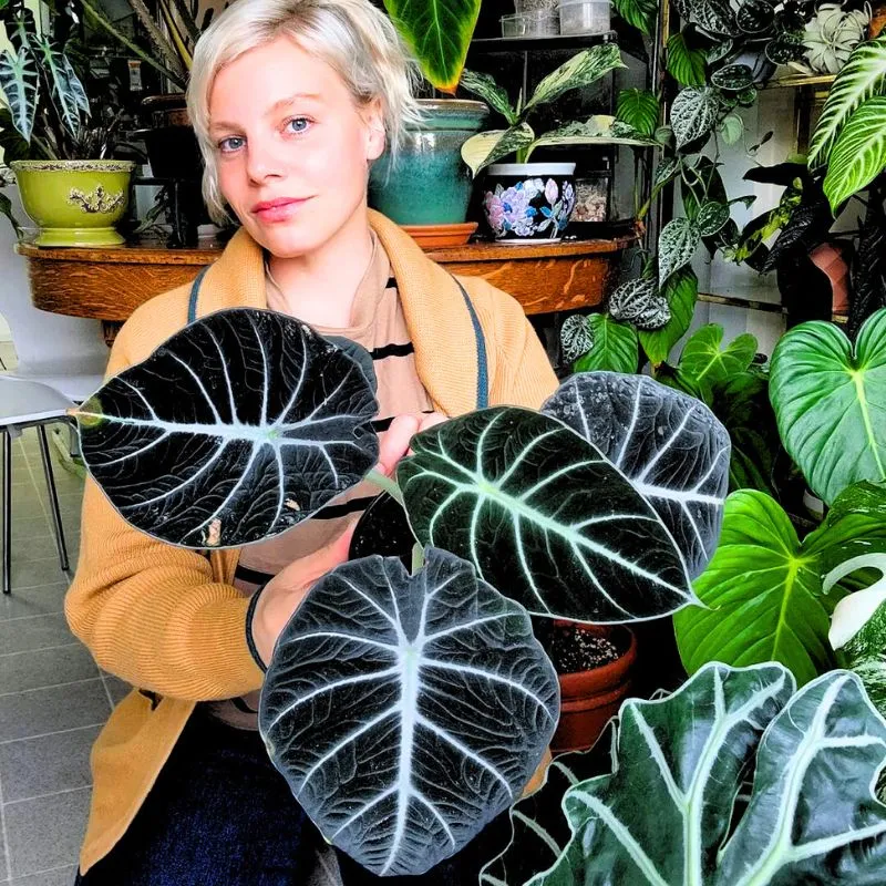 Girl with black alocasia