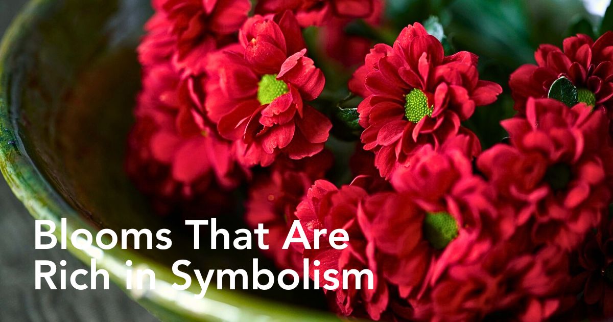 Chrysanthemum Flower Meaning and Symbolism - Thursd Article Header Image