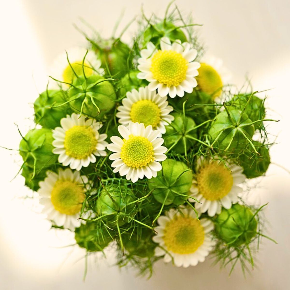 the white chrysanthemums symbolize adversity