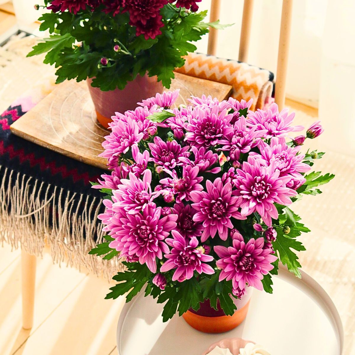 pink chrysanthemums kept indoors in a pot