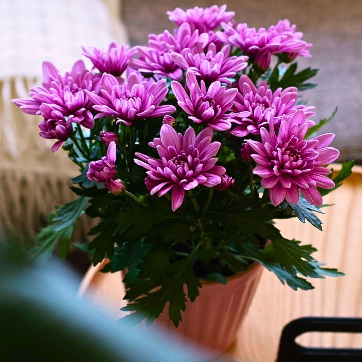 chrysanthemums in a vase or pot kept indoors on a table